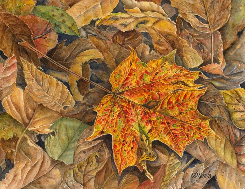 Colorful Maple Leaf by Brenda Pettigres